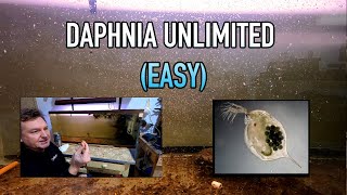 How I Raise Daphnia Water Fleas And You Can Too [upl. by Gaves689]