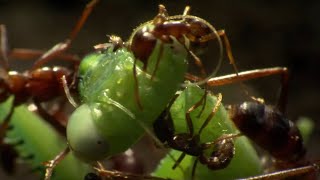 Praying Mantis Decapitated by Ant Swarm  Superswarm  BBC Earth [upl. by Yanat518]