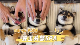 【ASMR】曼玉Manyu头部Spa  每周清洁 请戴耳机 柴犬 多巴胺 豆柴 抖音 柴犬可愛い [upl. by Yreneh]