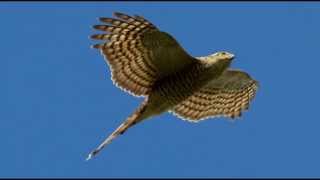 Sparrowhawk Bird Call Bird Song [upl. by Bilak]