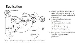 The Human Herpes Viruses [upl. by Joseph863]