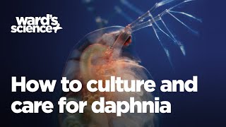 Caring and Culturing for Daphnia [upl. by Hgielyak]