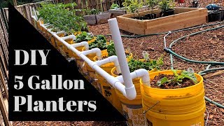 DIY Planters in 5 Gallon Buckets The Next Evolution [upl. by Elpmid]