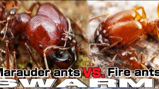 Marauder ants VS Fire ants Shorts  D colony [upl. by Anelrahs]