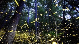 Firefly mating in the Smokies [upl. by Bornie583]