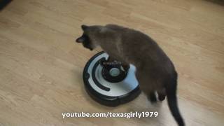 Cat shows HOW TO use iRobot Roomba Vacuum [upl. by Aiak]