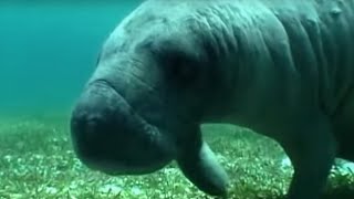 Swimming with a Manatee  Dive Caribbean  BBC Earth [upl. by Nooj]