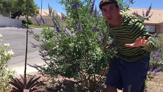 How to grow Chaste Tree or Vitex [upl. by Seuqcaj581]