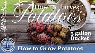 5 Gallon Bucket Grown Potato Harvest [upl. by Ebberta]