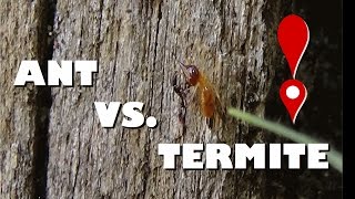 Ants Vs Termites  Do Ants Keep Termites away [upl. by Didi]