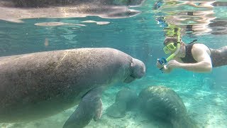 Swimming with Florida manatees [upl. by Baxie]