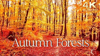 Enchanting Autumn Forests with Beautiful Piano Music  4K Autumn Ambience amp Fall Foliage [upl. by Aneer]