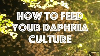 How To Feed Your Daphnia Culture [upl. by Ayatal]