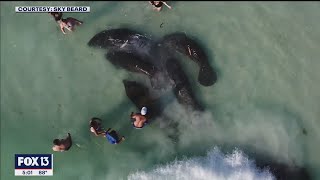 Video shows manatees being harassed by beachgoers [upl. by Ahsaei]