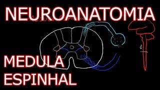 Aula Neuroanatomia  Medula Espinhal  Neuroanatomia Humana 3 [upl. by Anahcra]