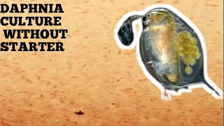 HOW TO CULTURE DAPHNIA NATURALLY WITHOUT A STARTER [upl. by Janeta822]