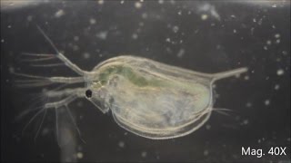 Daphnia magna under the Microscope [upl. by Nulubez837]