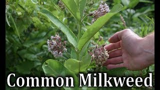 How To Identify Common Milkweed  Asclepias syriaca [upl. by Ellehcan]