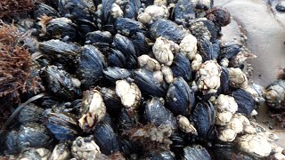 Facts California Mussels [upl. by Brant]