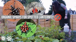 Organic Spray Treatment for Spotted Lanternfly [upl. by Josee]