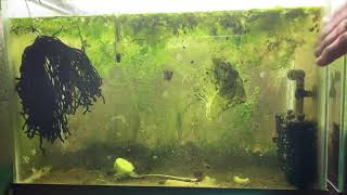 Scuds Daphnia Cherry Shrimp Copepods My aquatic food culture [upl. by Uhej]