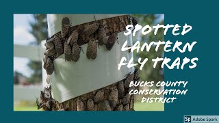 Spotted Lanternfly Tree Banding amp DIY Circle Trap [upl. by Llerref]