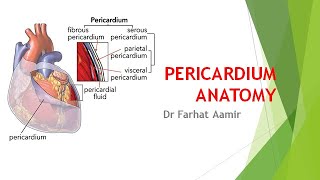 Pericardium Anatomy [upl. by Igal]