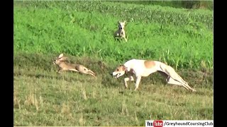 new season open coursing with working dogs  greyhound vs hare [upl. by Nedroj]