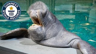 Oldest Manatee  Guinness World Records [upl. by Atiraj]