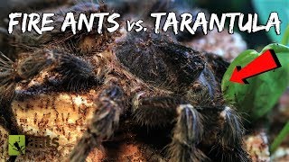 Fire Ants vs BirdEater Tarantula [upl. by Durer341]