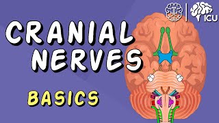 Cranial Nerve BASICS  The 12 cranial nerves and how to REMEMBER them [upl. by Younger]