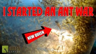 Oh No  I Started an Ant War [upl. by Leacock]