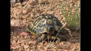 The Hermanns tortoise Testudo hermanni [upl. by Terle]