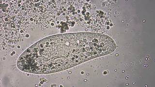 Paramecium under the microscope [upl. by Witherspoon274]