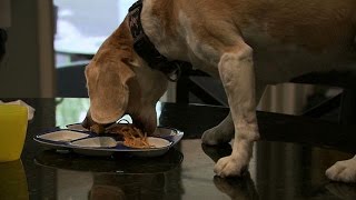 Lucy the Counter Surfing Beagle  Bad Dog [upl. by Sunda]