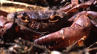 Ants vs Crab  Natural World Ant Attack  BBC Earth [upl. by Meikah61]