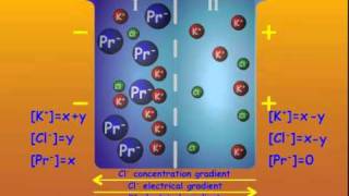 3 GibbsDonnan Equilibrium [upl. by Barbie]