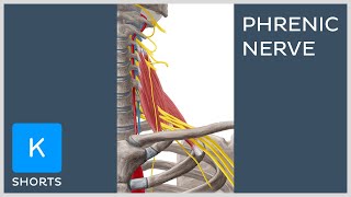 Phrenic nerve nerve roots mnemonic  Kenhub shorts [upl. by Range]