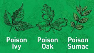 4 Tips to Outsmarting Poisonous Plants [upl. by Weismann]