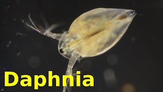 Daphnia [upl. by Salter]