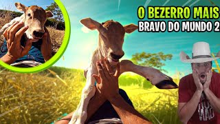 O BEZERRO MAIS BRAVO DO MUNDO 2 [upl. by Pendleton403]