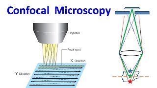 Confocal Microscopy [upl. by Akirahs]