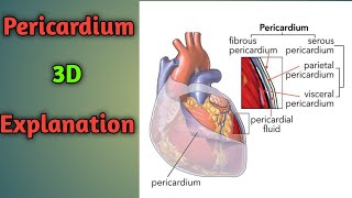 Pericardium Anatomy  Heart Pericardium  Pericardium Anatomy 3D [upl. by Rednijar]