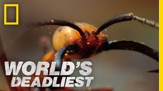 Army Ants Eat Everything  Worlds Deadliest [upl. by Naashar813]