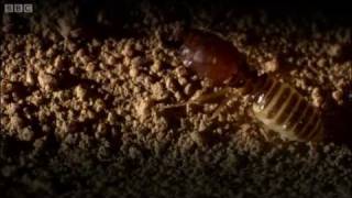 Defending the ant nest from intruders  Ant Attack  BBC [upl. by Ys]