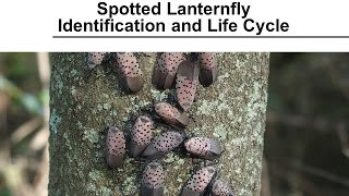 Spotted Lanternfly  Identification and Life Cycle [upl. by Naro]