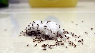 Indoor Ants  Tips amp Tricks For Finding The Nest [upl. by Hgielar]