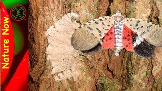 Spotted Lanternfly Eggs  What To Look For [upl. by Reginald675]