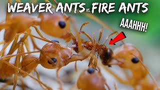 Ant War Weaver Ants vs Fire Ants [upl. by Ofelia]