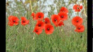 Au champ dhonneur  Ottawa 2011 In Flanders Fields  in French [upl. by Khano]